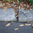 Dscf5069